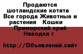Продаются шотландские котята - Все города Животные и растения » Кошки   . Приморский край,Находка г.